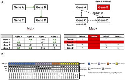 Frontiers | Network Rewiring in Cancer Rewiring of Metabolic Network in